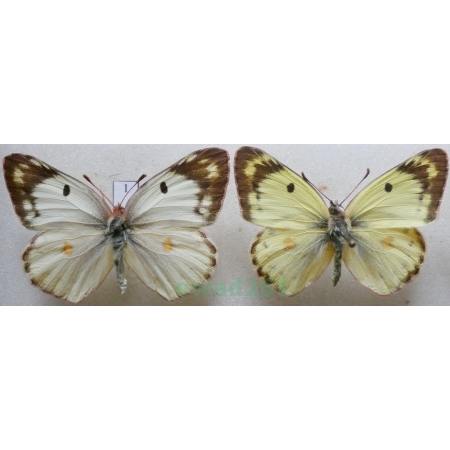 Colias hyale (Linnaeus, 1758) pair Szlaczkoń siarecznik Czech1